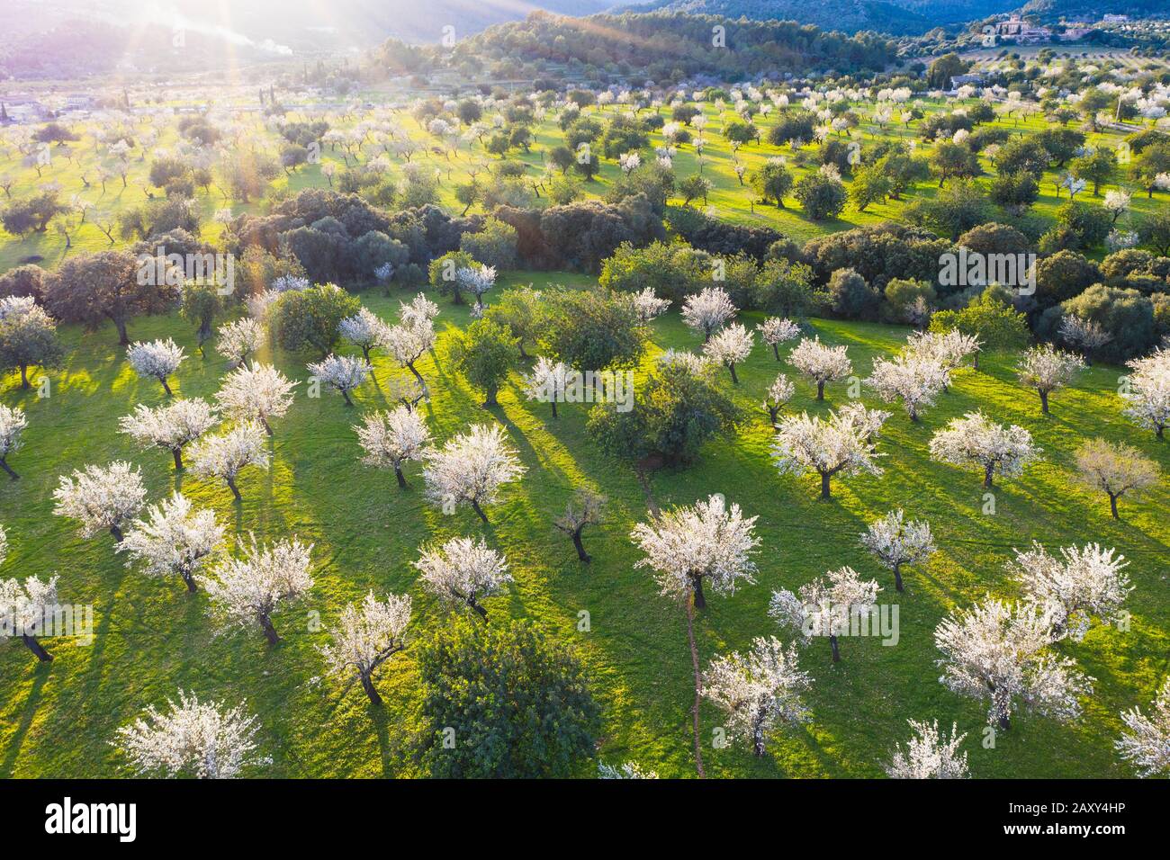 Almond blossom, flowering almond trees, almond plantation near Bunyola, aerial view, Majorca, Balearic Islands, Spain Stock Photo