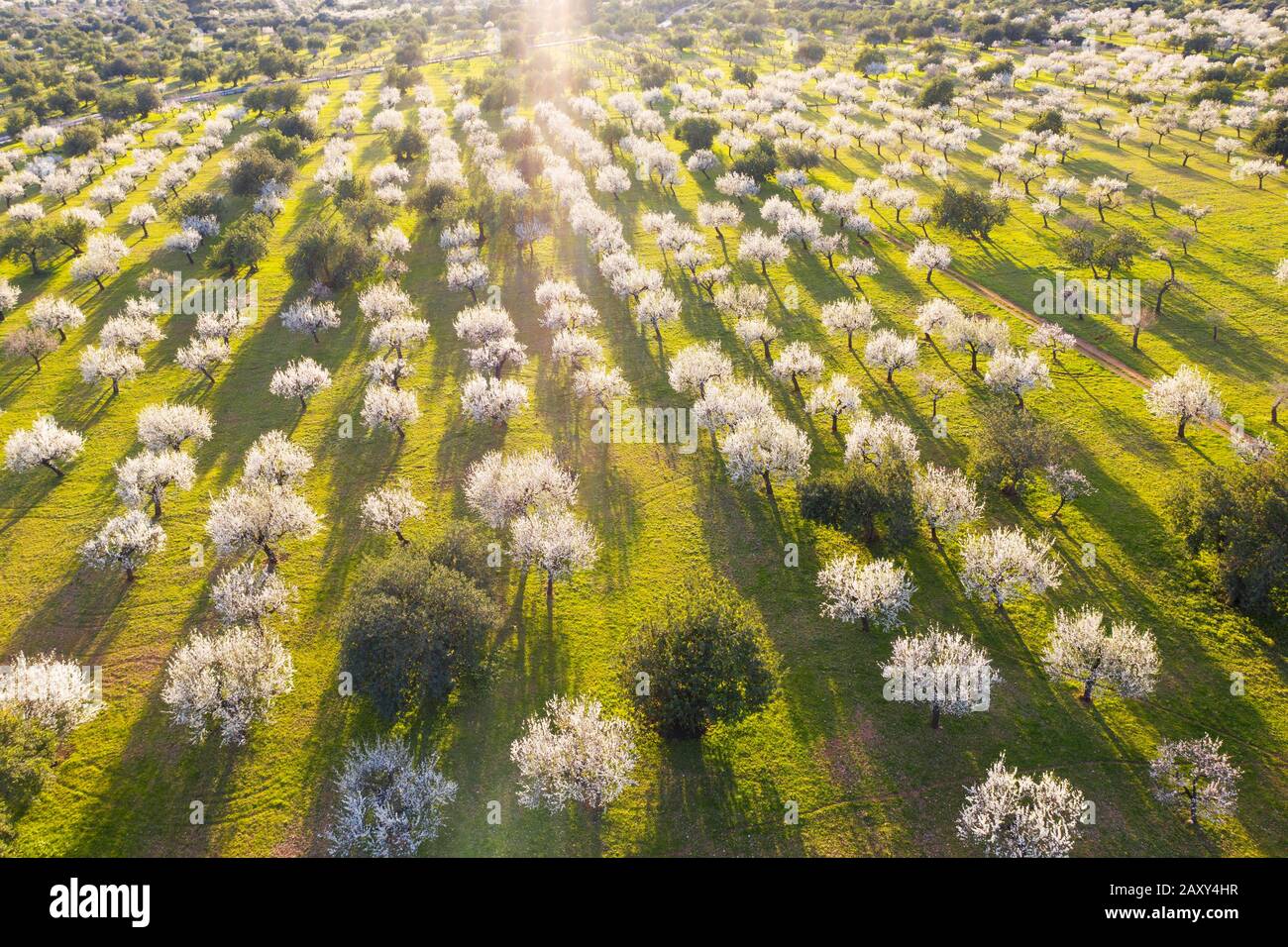 Almond blossom, flowering almond trees, almond plantation near Bunyola, aerial view, Majorca, Balearic Islands, Spain Stock Photo