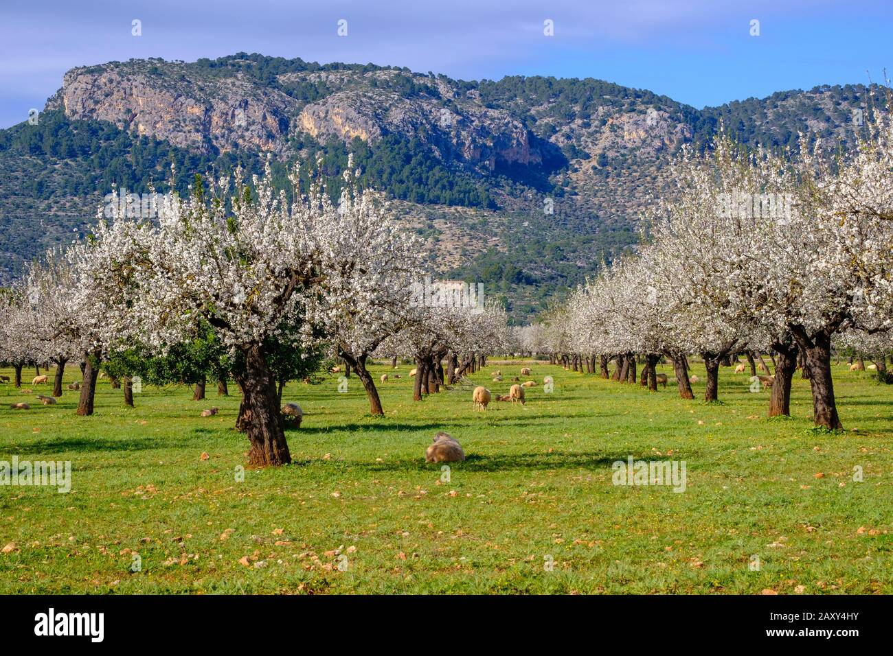 Almond blossom, flowering almond trees, almond plantation with sheep near Bunyola, Serra de Tramuntana, Majorca, Balearic Islands, Spain Stock Photo