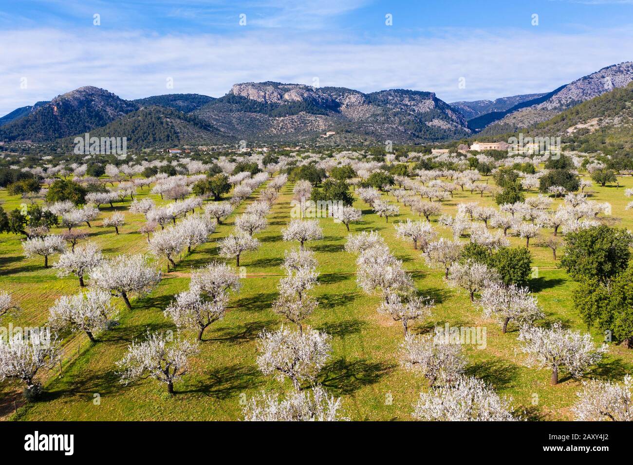 Almond blossom, flowering almond trees, almond plantation near Bunyola, Serra de Tramuntana, aerial view, Majorca, Balearic Islands, Spain Stock Photo