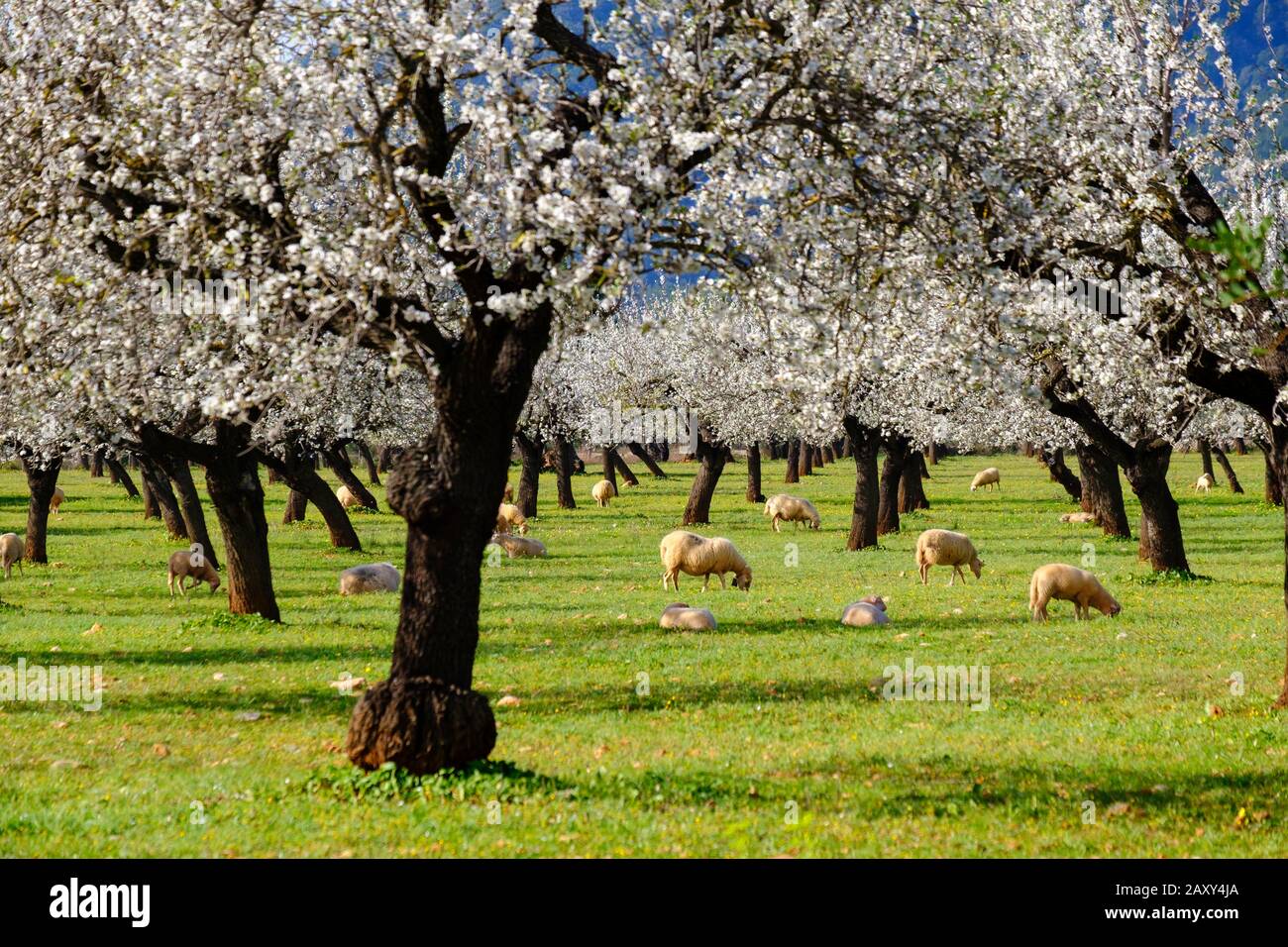 Almond blossom, flowering almond trees, almond plantation with sheep near Bunyola, Majorca, Balearic Islands, Spain Stock Photo