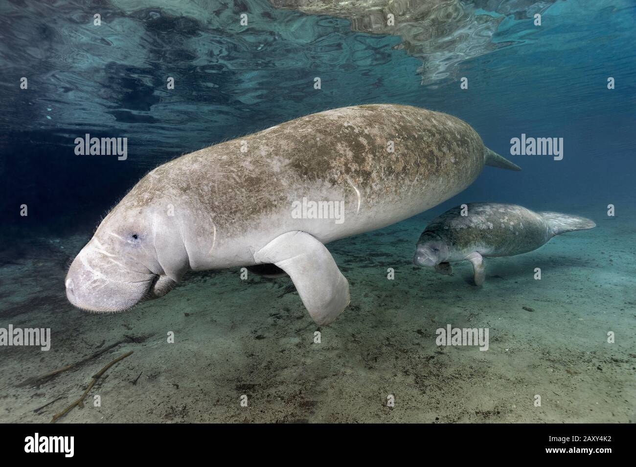 West Indian manatee (Trichechus manatus), with young animal, calf, Three Sisters Springs, Manatee Conservation Area, Crystal River, Florida, USA Stock Photo