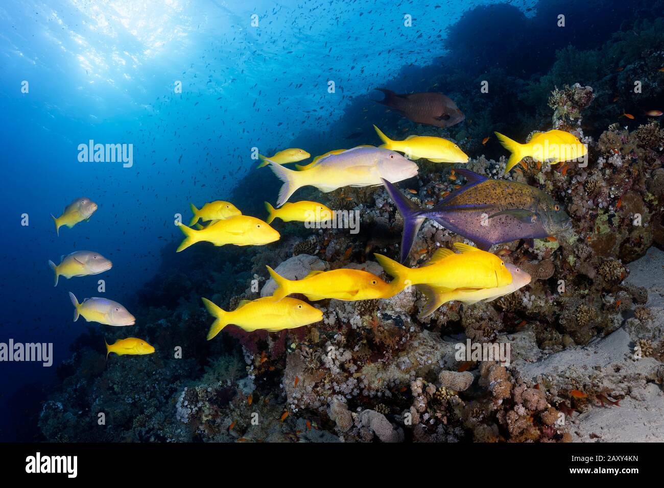 Swarm Golden Goatfish (Parupeneus cyclostomus), at the coral reef in backlight, Sharm el Sheik, Sinai Peninsula, Red Sea, Egypt Stock Photo