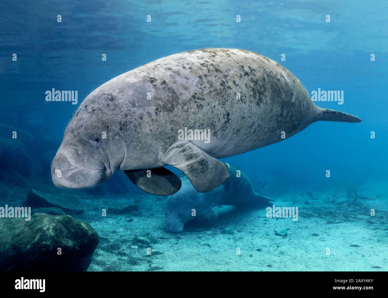 West Indian manatee (Trichechus manatus), with young animal, calf, Three Sisters Springs, Manatee Conservation Area, Crystal River, Florida, USA Stock Photo