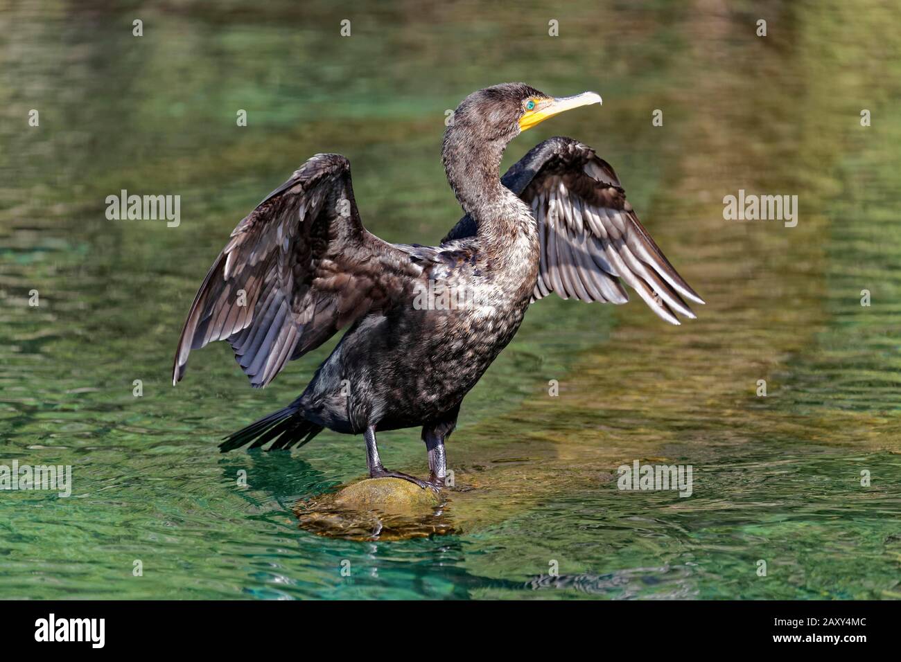Double-crested cormorant (Phalacrocorax auritus), sitting on tree trunk in the river and drying spread wings, Rainbow River, Rainbow Springs State Stock Photo