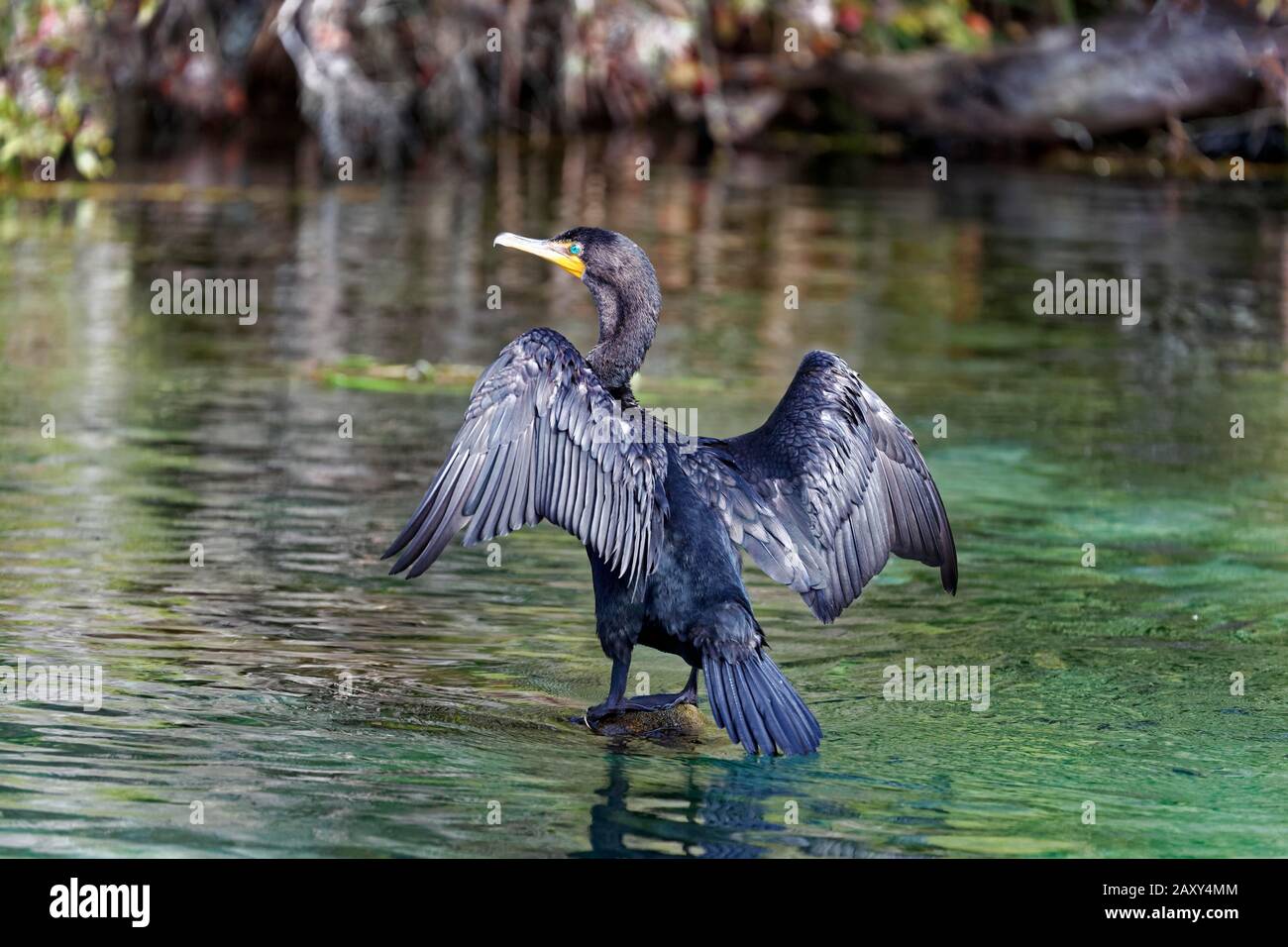 Double-crested cormorant (Phalacrocorax auritus), sitting on tree trunk in the river and drying spread wings, Rainbow River, Rainbow Springs State Stock Photo
