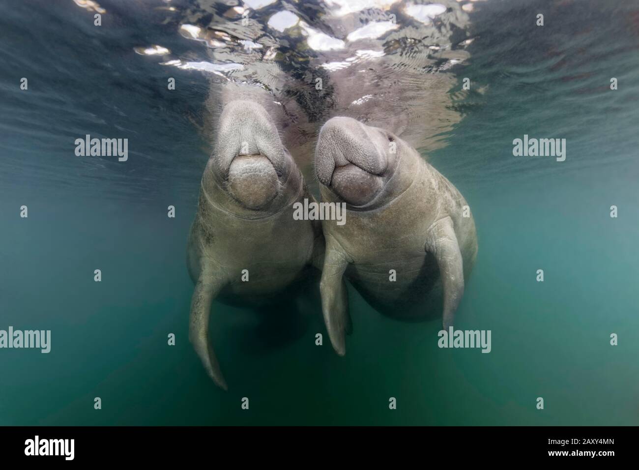 Pair of West Indian manatees (Trichechus manatus) on the water surface, Three Sisters Springs, Manatee Conservation Area, Crystal River, Florida, USA Stock Photo