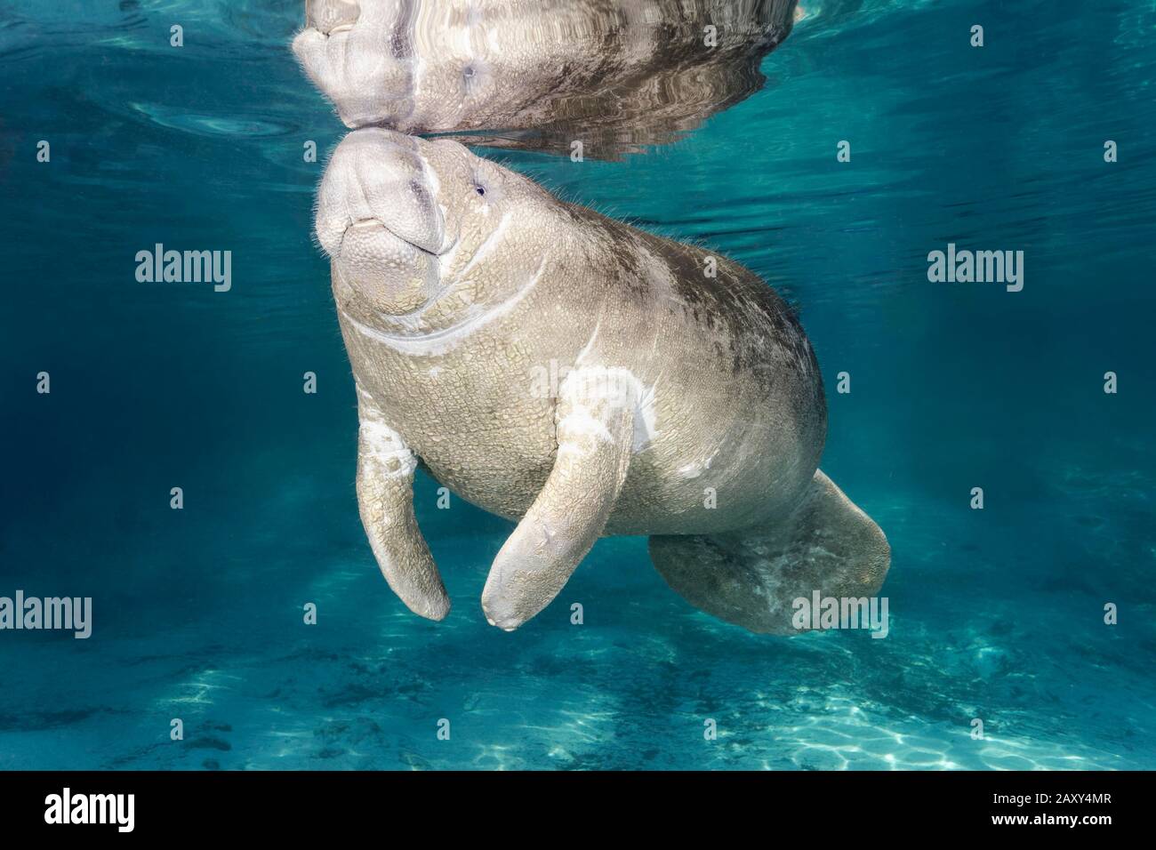 West Indian manatee (Trichechus manatus), young animal, calf, Three Sisters Springs, Manatee Conservation Area, Crystal River, Florida, USA Stock Photo