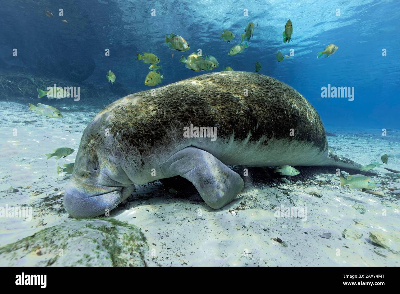 West Indian manatee (Trichechus manatus), overgrown with moss, resting