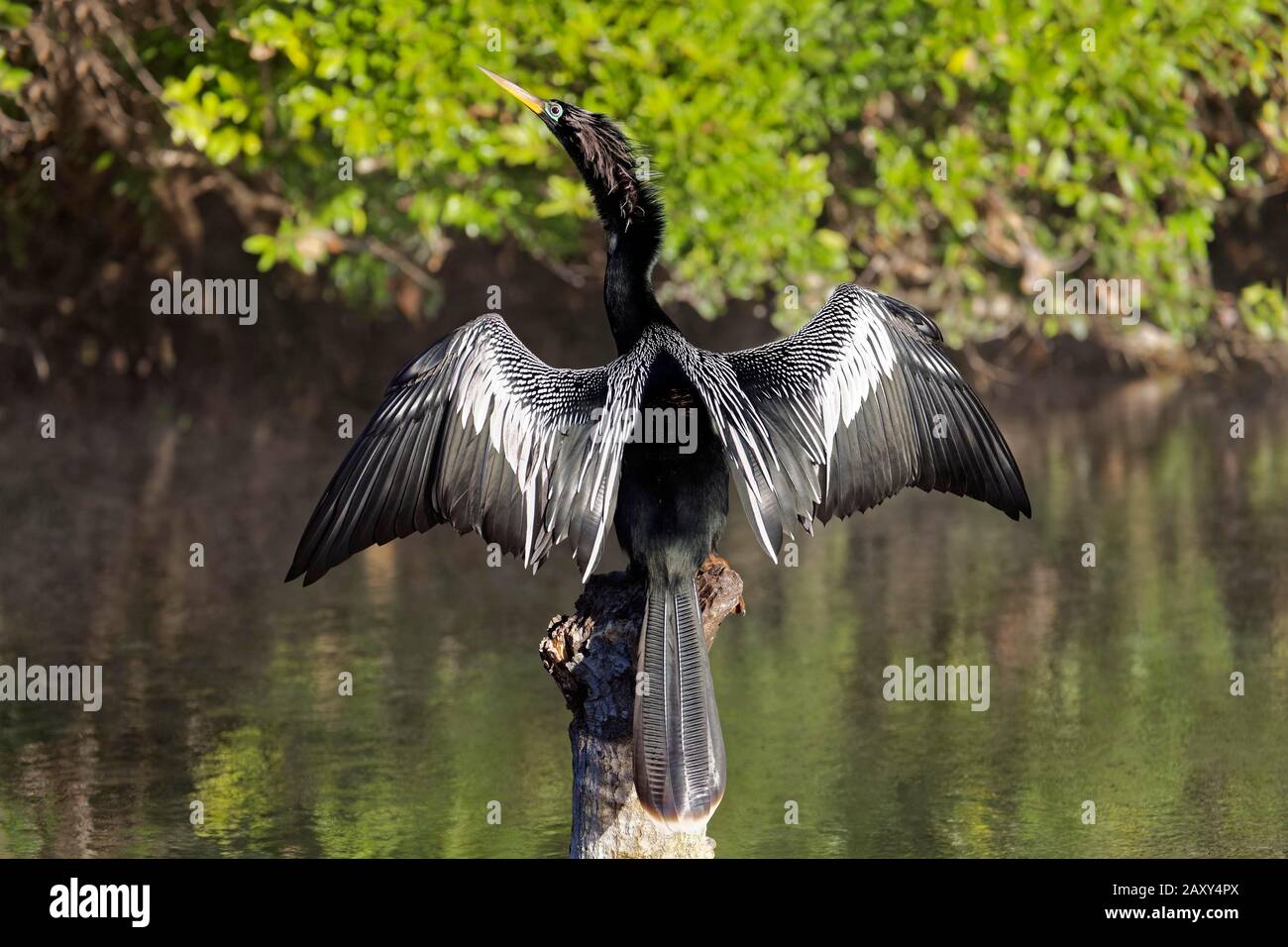 American Darter (Anhinga anhinga) sits on tree trunk in river and dries spread wings, Rainbow River, Rainbow Springs State Park, Dunnelon, Florida Stock Photo