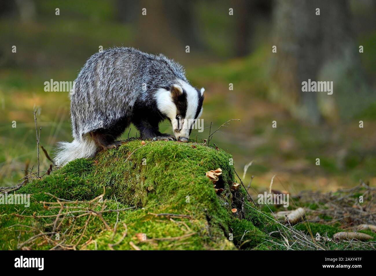 European badger (Meles meles), sitting on a moss-covered tree stump, captive, Bohemian Forest, Czech Republic Stock Photo