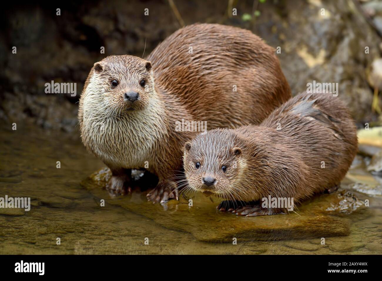 European otter (Lutra lutra), female with young animal sitting on stone on the bank of a pond, captive, Switzerland Stock Photo