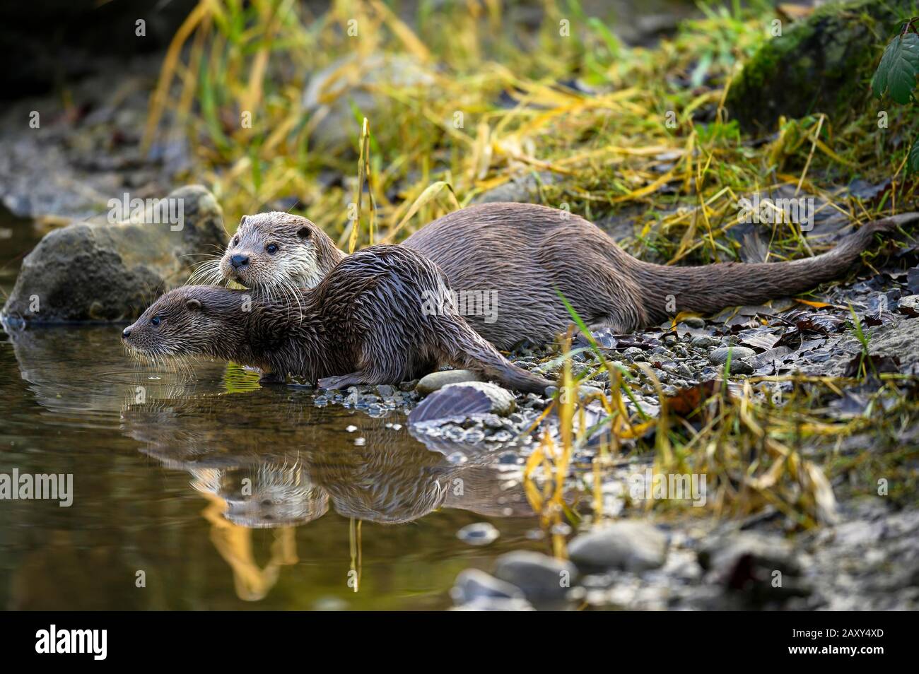 European otter (Lutra lutra), female with young sitting on the bank of a pond, captive, Switzerland Stock Photo