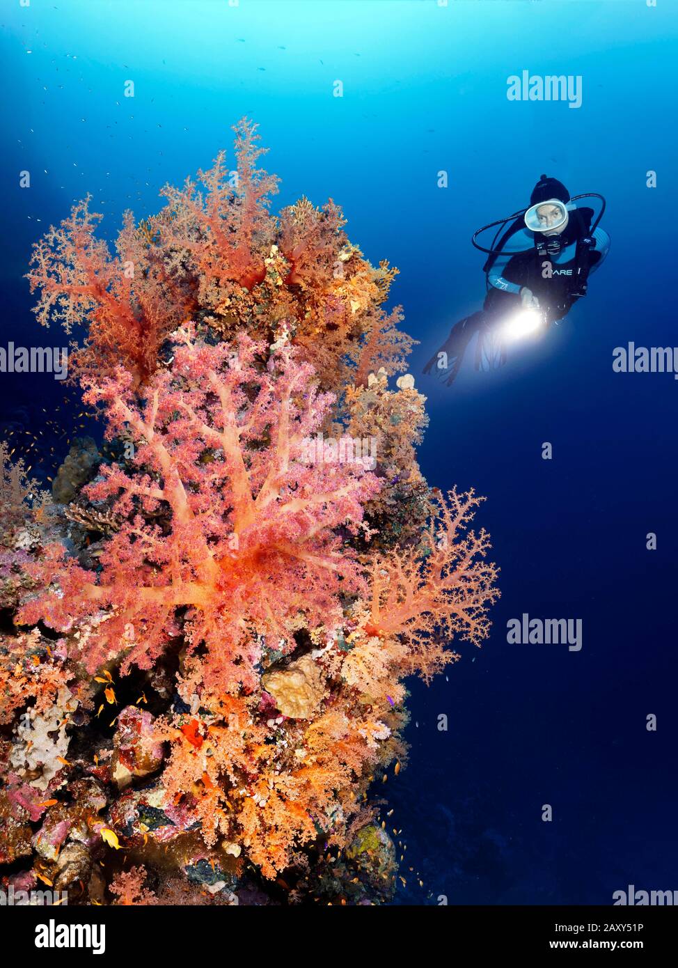 Diver with lamp viewing coral reef densely covered with different stony corals (Scleractinia) and Soft corals (Alcyonacea), Strait of Tiran, Sinai Stock Photo
