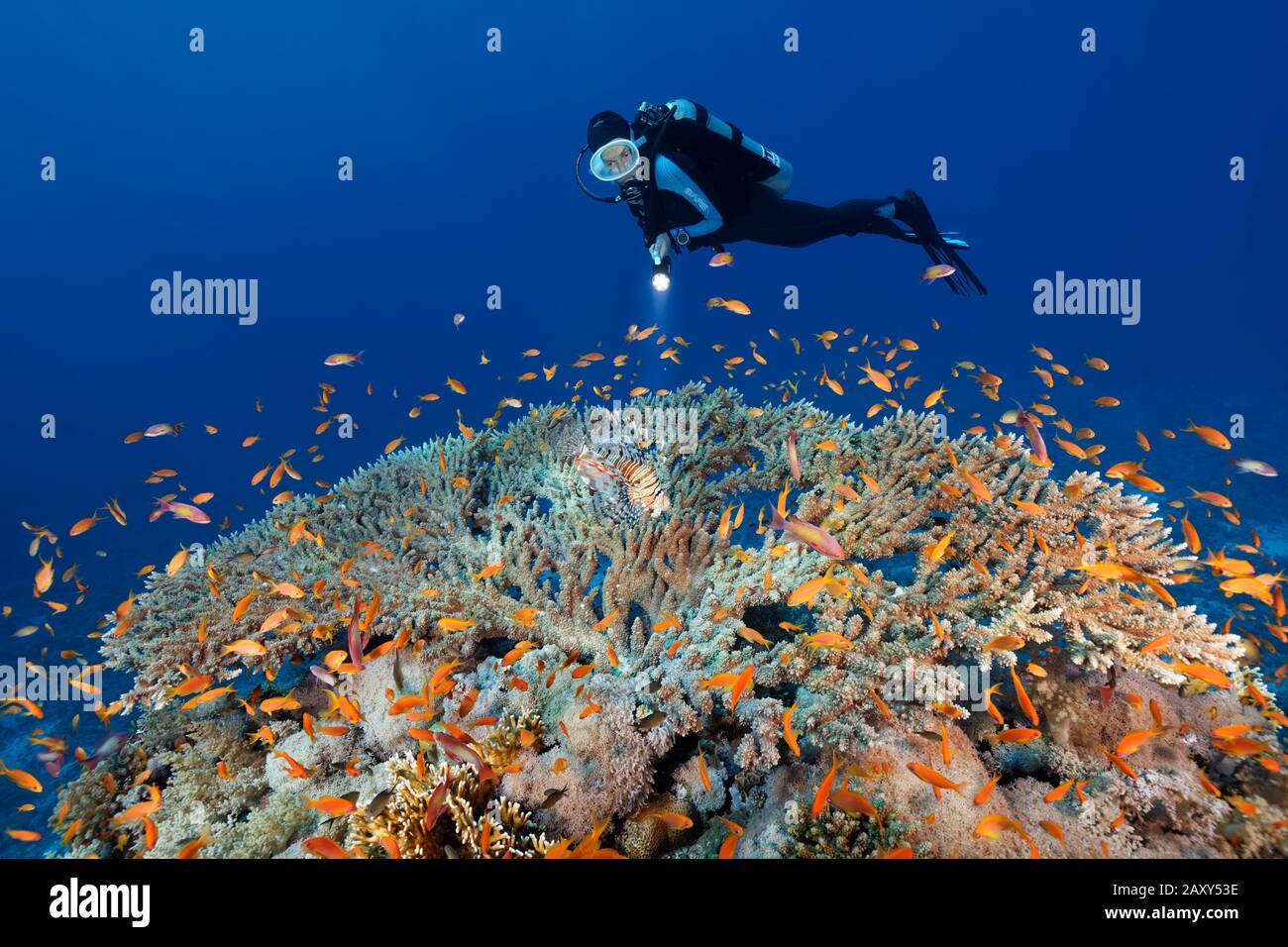Diver with lamp observes Red Lionfish (Pterois volitans) hunting for shoal Anthias (Anthiinae) on table coral (Scleractinia), Red Sea, Egypt Stock Photo
