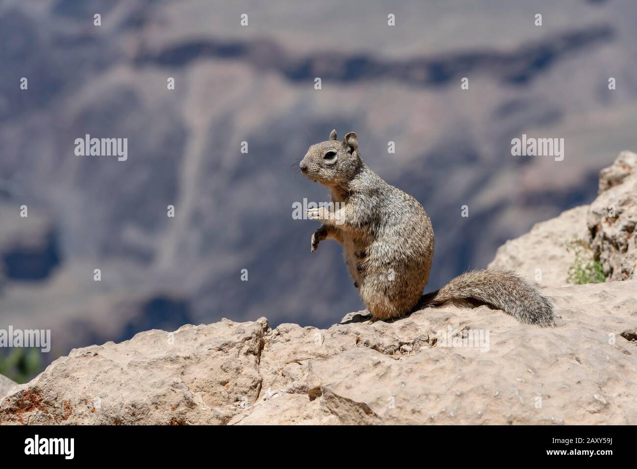 Arizona grey squirrel (Sciurus arizonensis), South Rim, Grand Canyon National Park, Arizona, USA Stock Photo