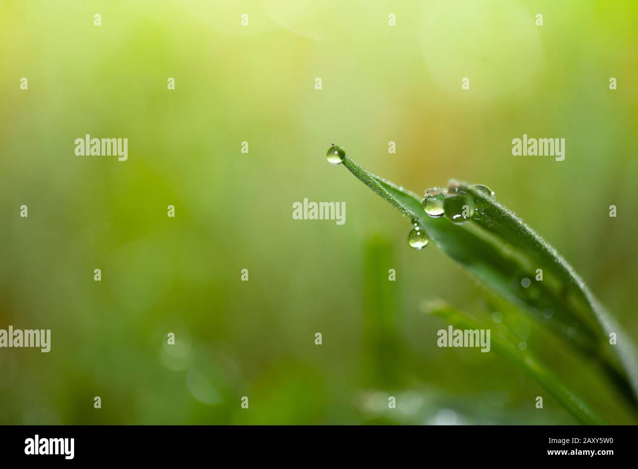 Fresh Dew on Blades of grass Stock Photo Alamy