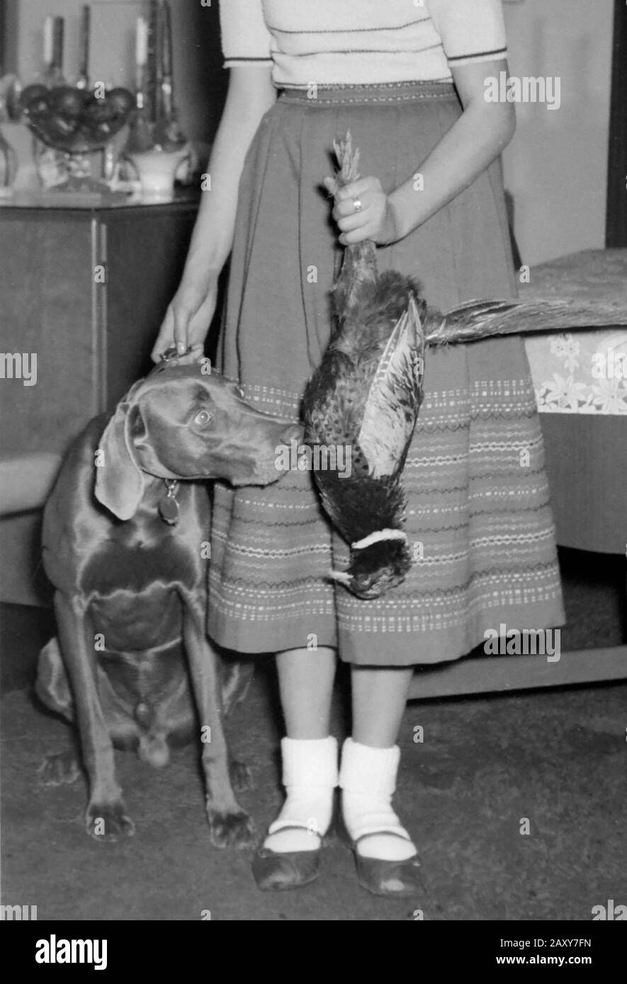A pheasant meets a hunting dog after the fact, ca. 1950. Stock Photo