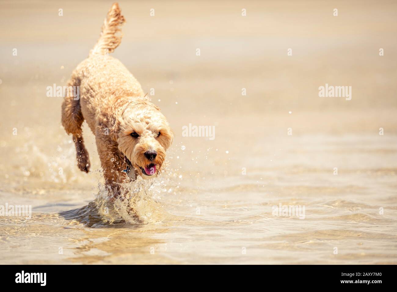 A Spoodle Puppy Running Through The Water On The Sand At The Beach In Queensland Australia Stock Photo Alamy