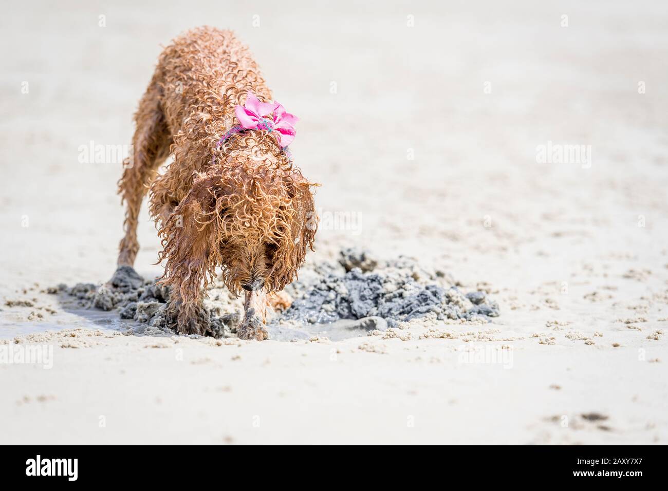 A spoodle puppy playing at the beach digging a hole in the sand Stock ...