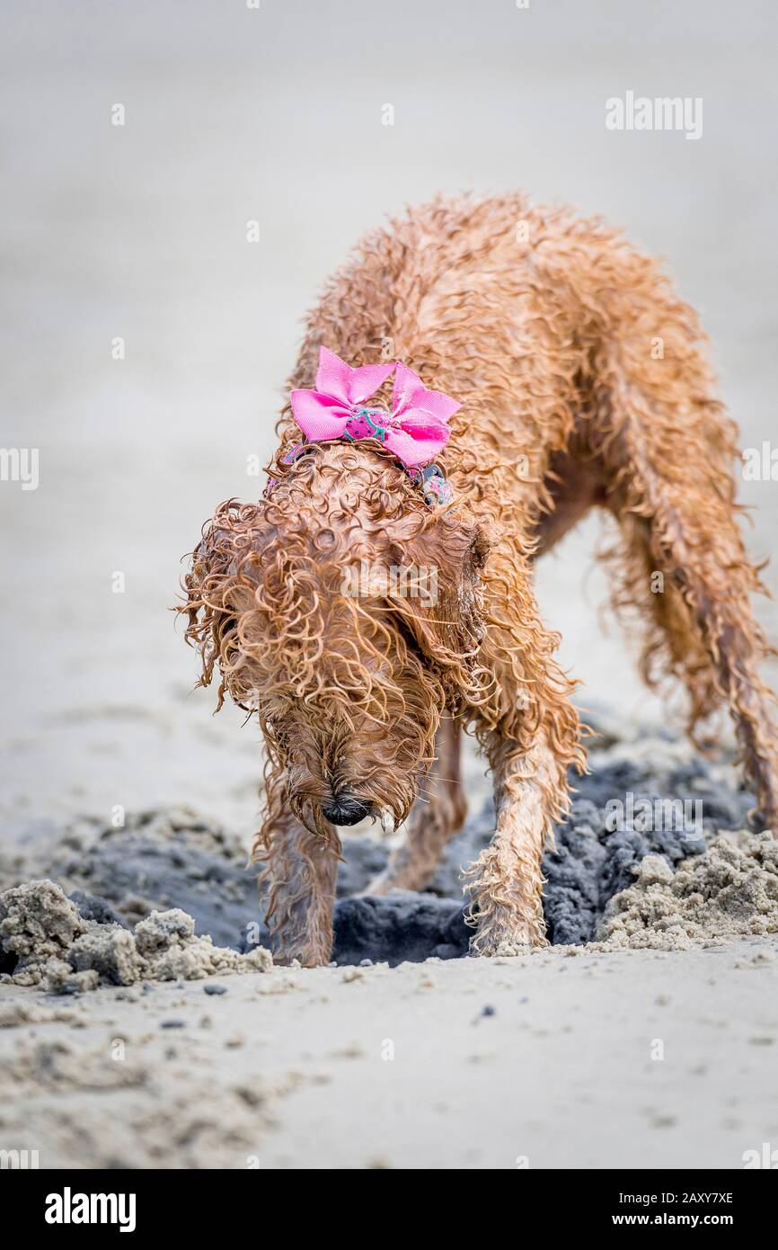 Domestic dog digging hi res stock photography and images Alamy