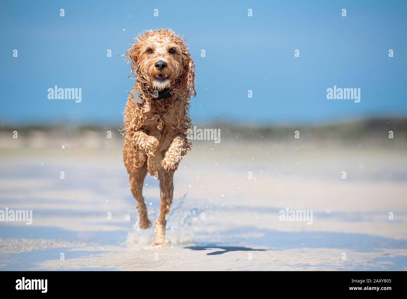 A spoodle puppy running through the water on the sand at the beach in Queensland, Australia Stock Photo