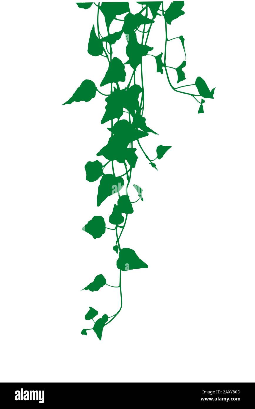 ivy leaves silhouette Stock Vector