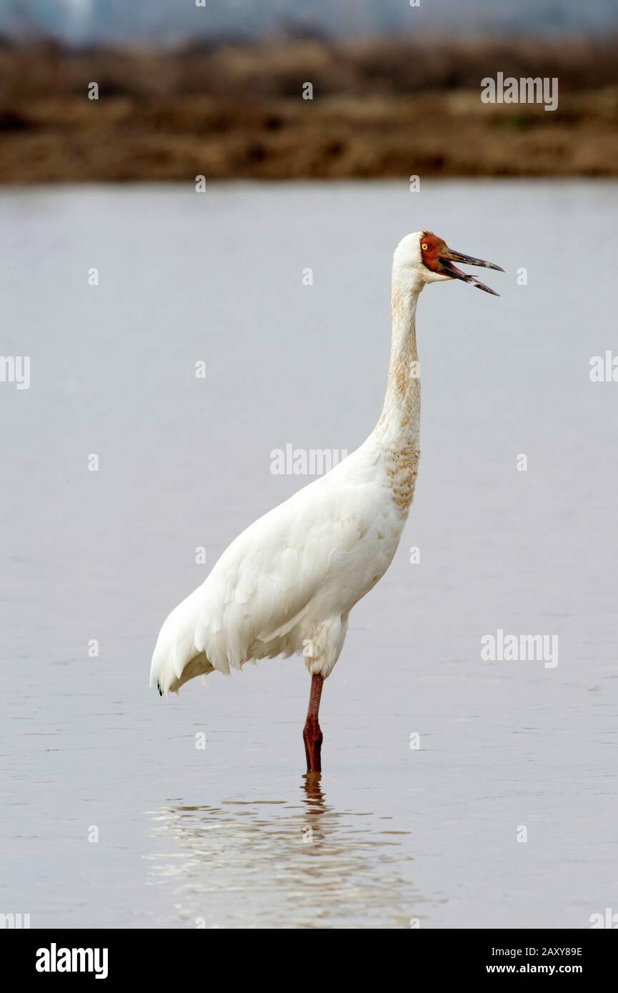 Siberian crane calling hires stock photography and images Alamy