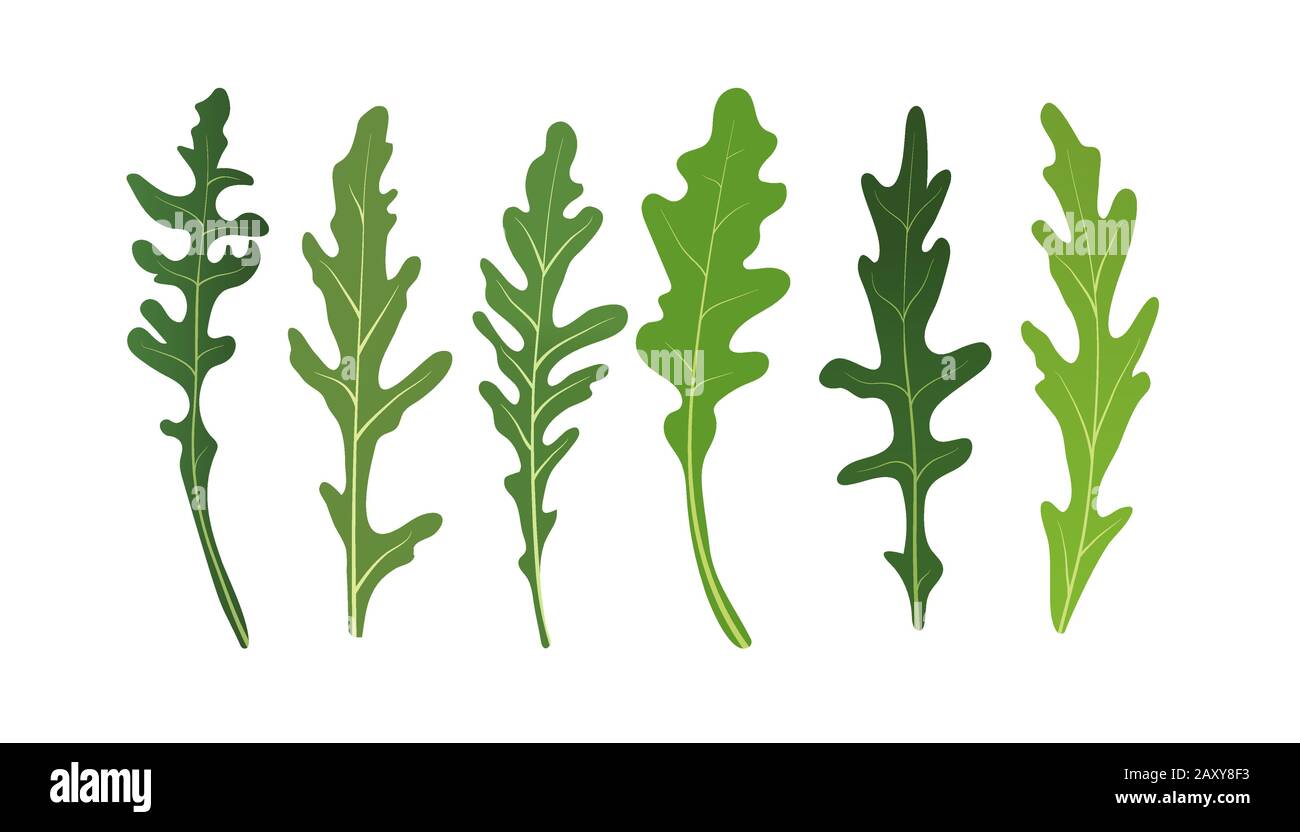 Mix of salad leaves. Set of arugula rucola, rocket salad fresh green ...