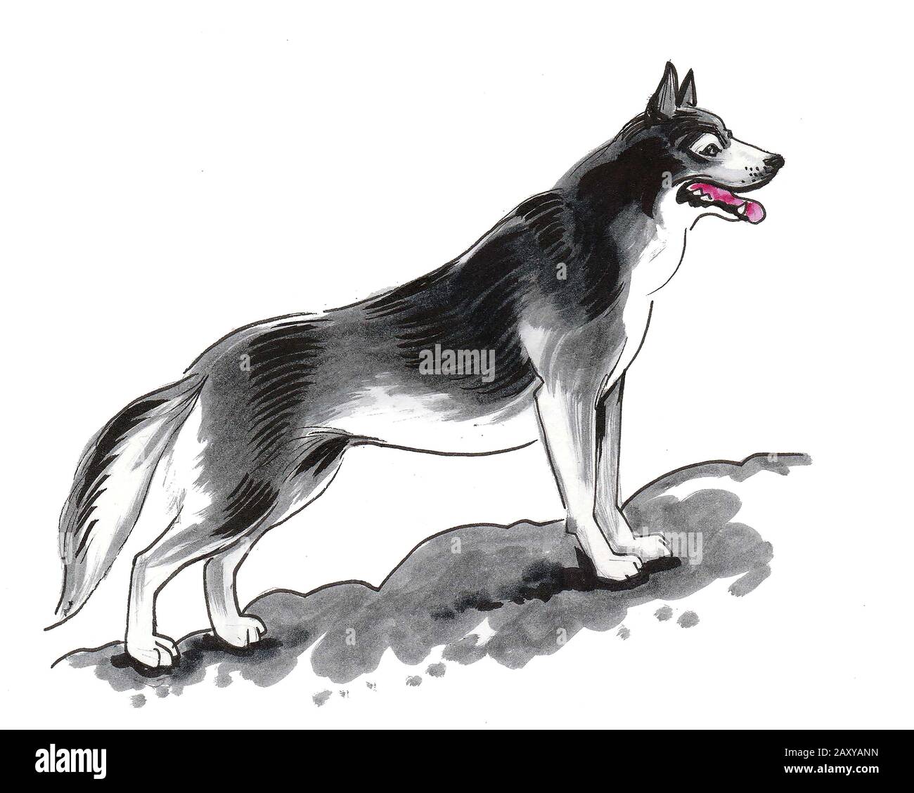 Standing husky dog. Ink and watercolor illustration Stock Photo - Alamy