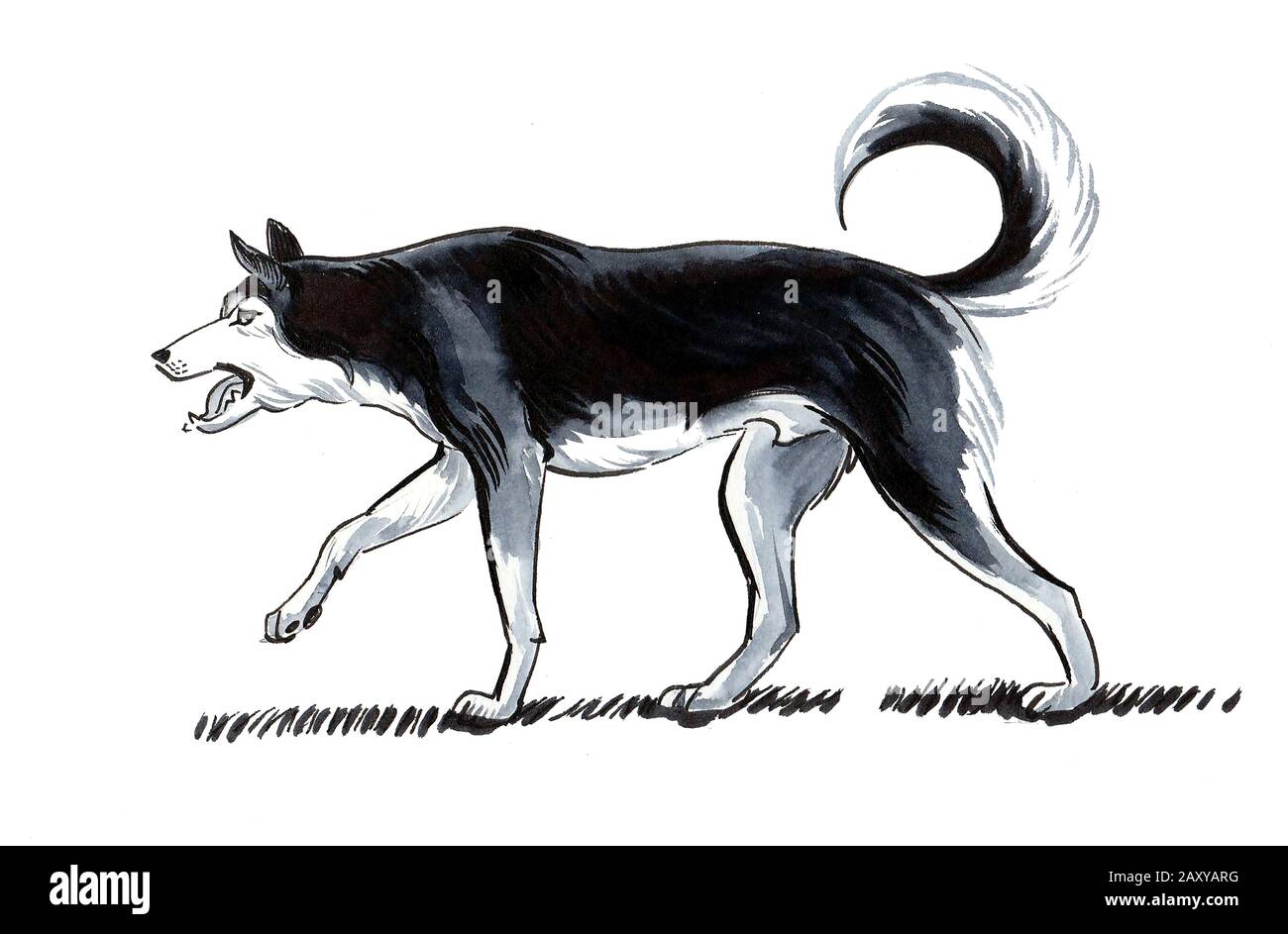 Walking husky dog. Ink and watercolor illustration Stock Photo - Alamy