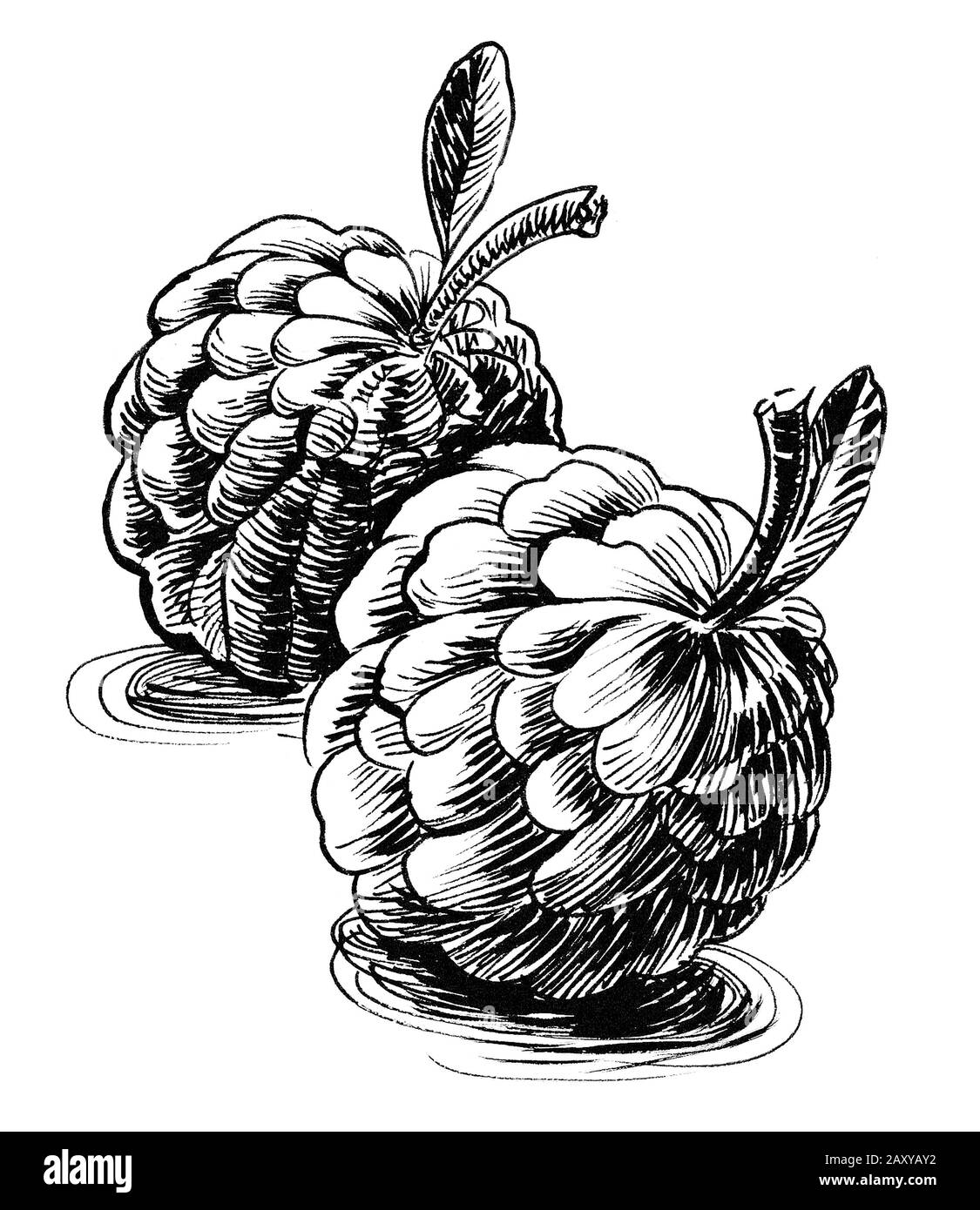 Sugar apple fruit. Ink black and white drawing Stock Photo