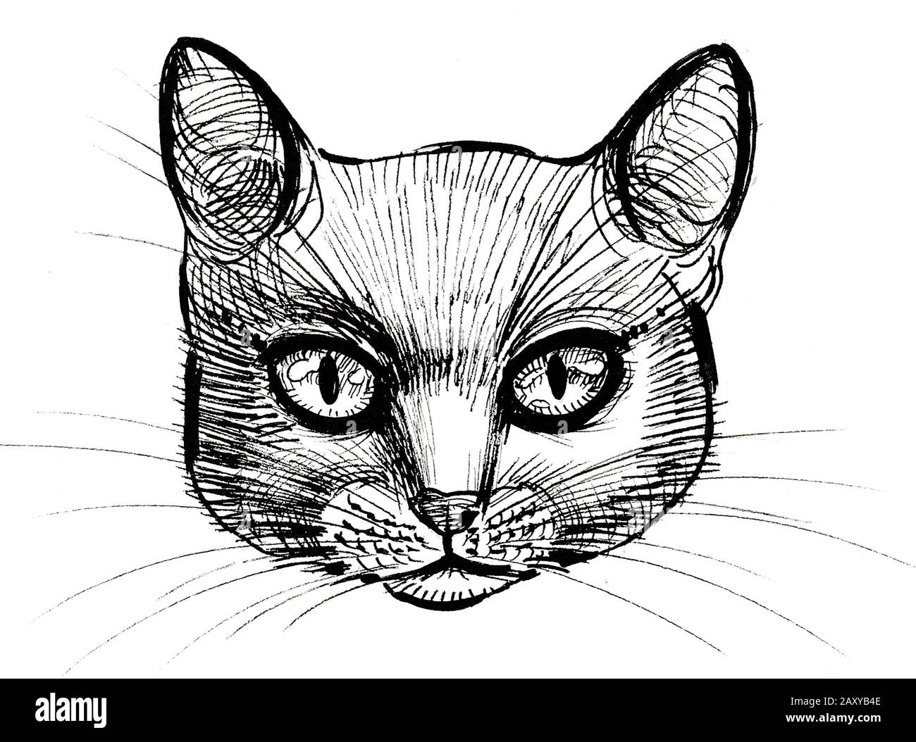 Cat head. Ink black and white drawing Stock Photo - Alamy