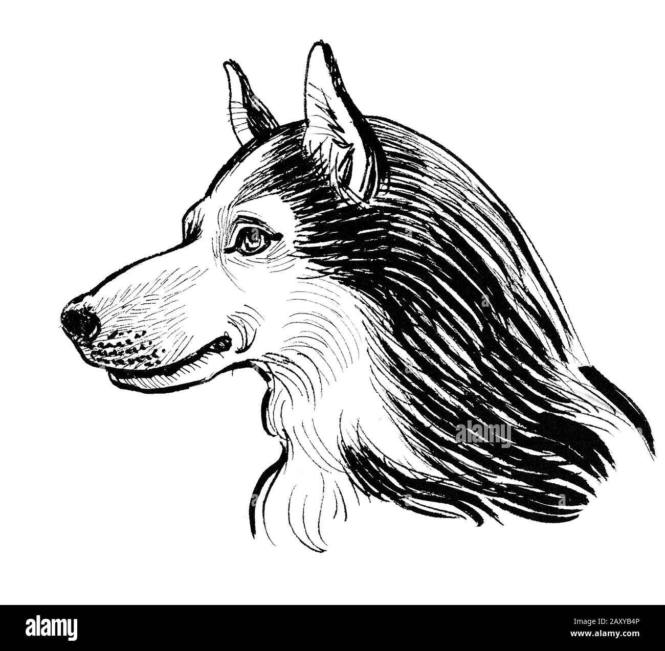 Husky dog head. Ink black and white drawing Stock Photo - Alamy