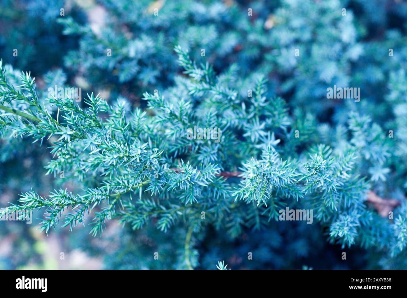 Blue color. Pine branches coniferous needles background closeup. Stock Photo