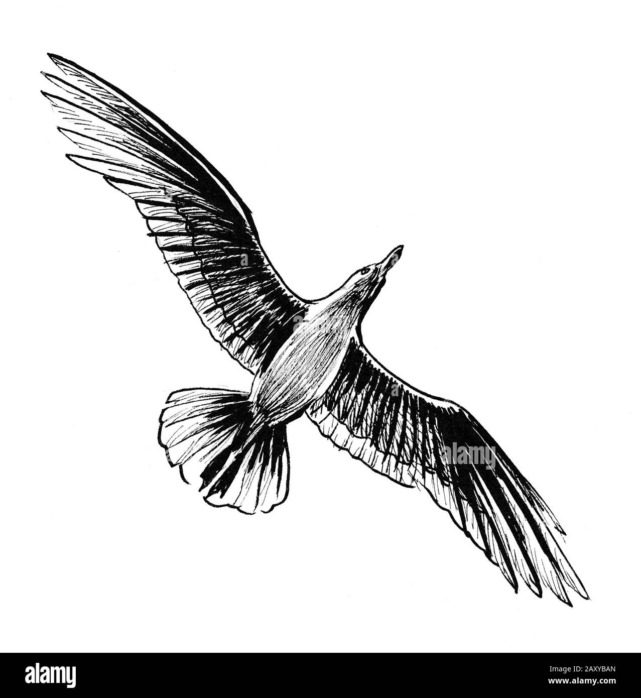Flying Seagull Bird Ink Black And White Drawing Stock Photo Alamy