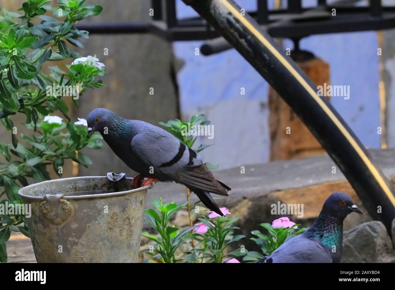 Pigeon wing hires stock photography and images Alamy