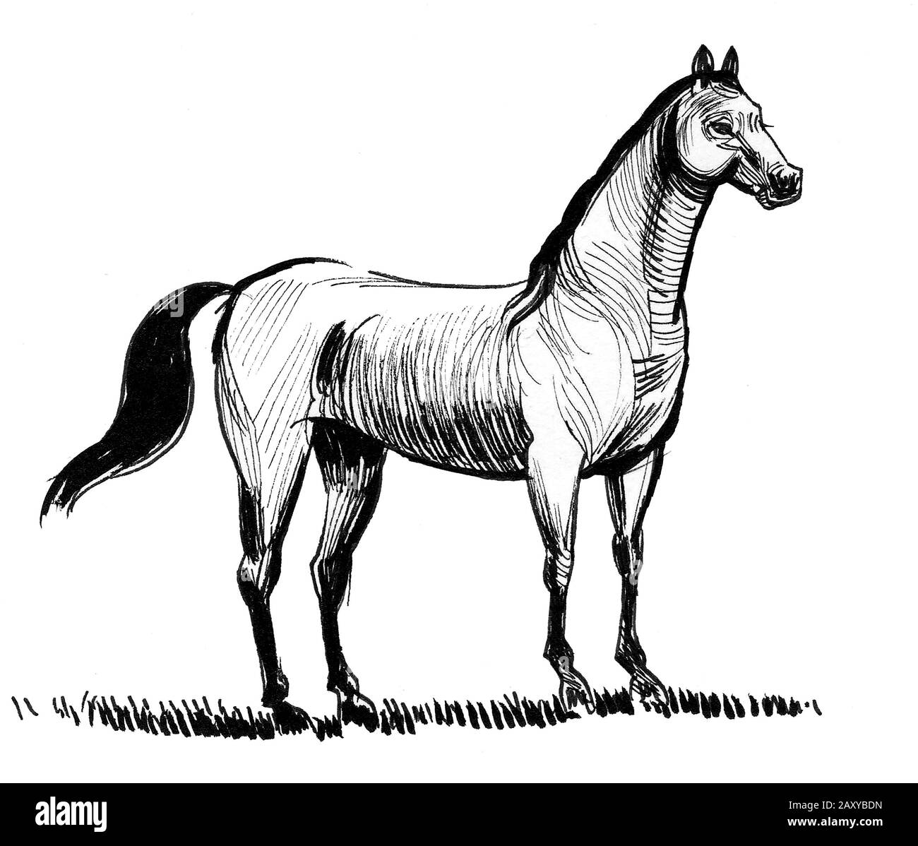 Standing horse. Ink black and white drawing Stock Photo - Alamy