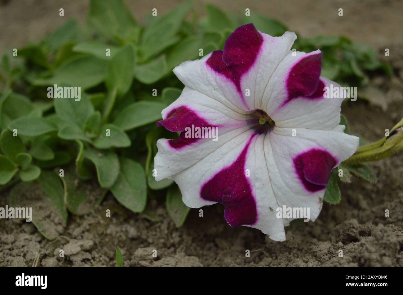 Beautiful Natural Flower Stock Photo