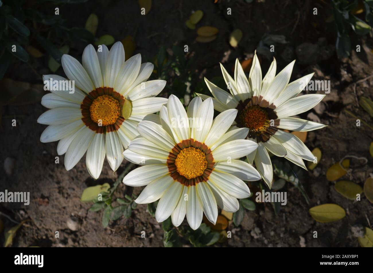 White rice flower hi-res stock photography and images - Alamy