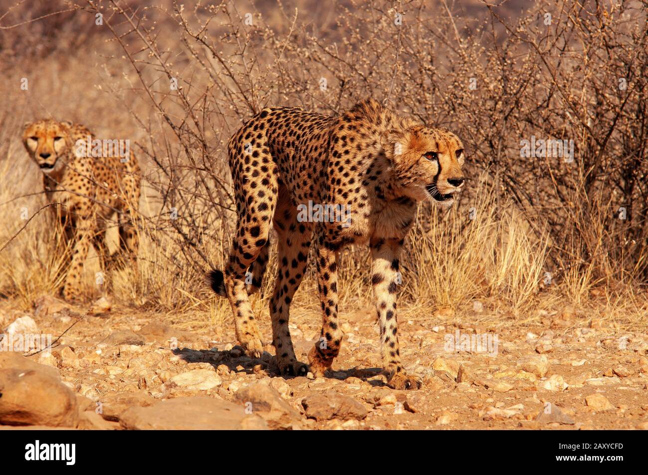 Cheetah the fastest land animal at Leopard climbing tree at Dusternbrook  Guest Farm, Namibia Stock Photo - Alamy