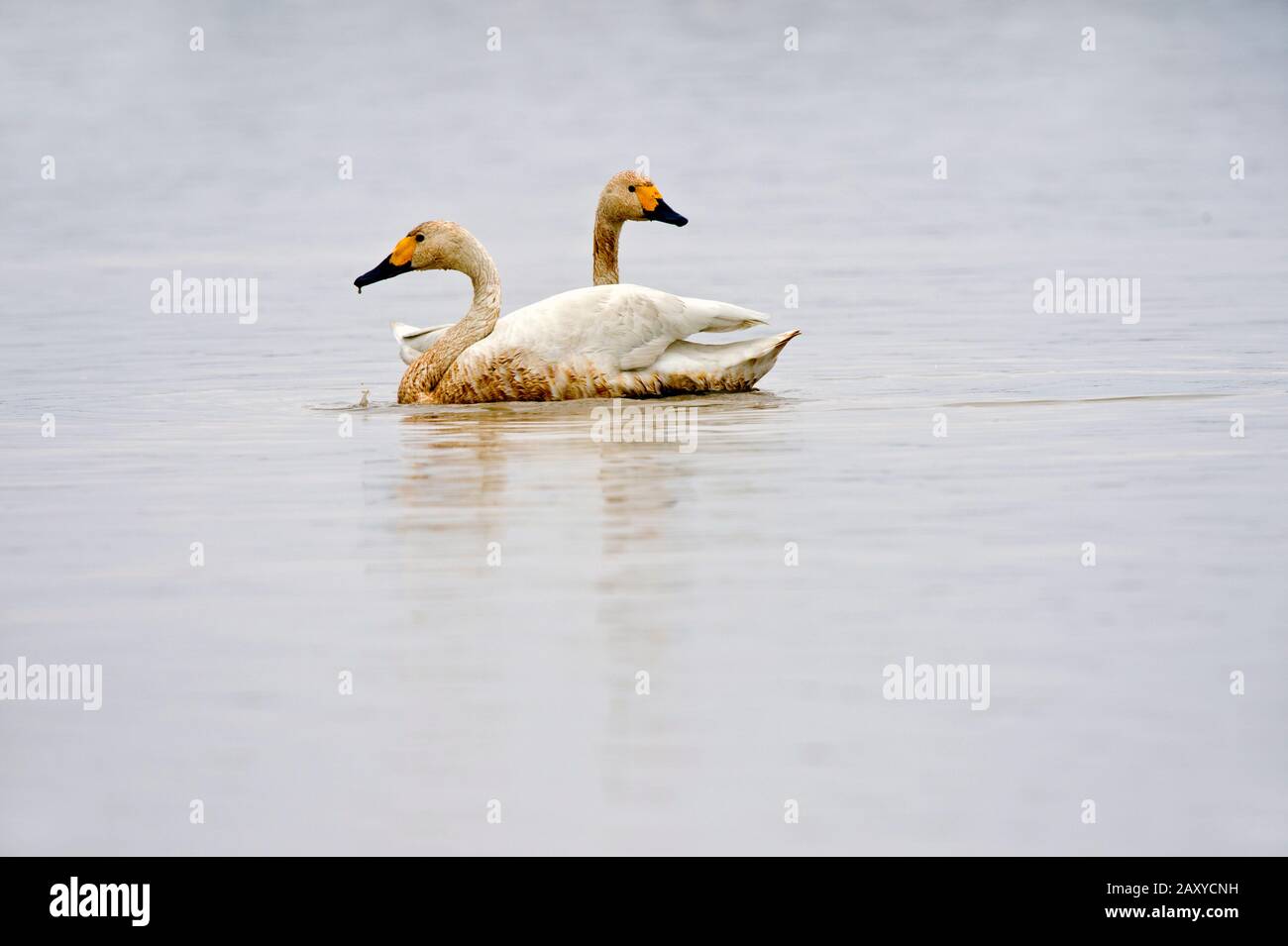 Pair of immature whooper swans (Cygnus cygnus) at Wuxing Farm, Wuxing Nonchang, Poyang Lake Basin, east-central China Stock Photo