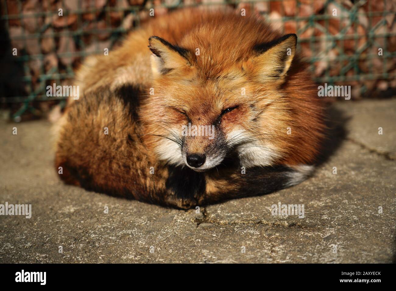 Foxes at Zao Fox Village, Miyagi, Japan Stock Photo
