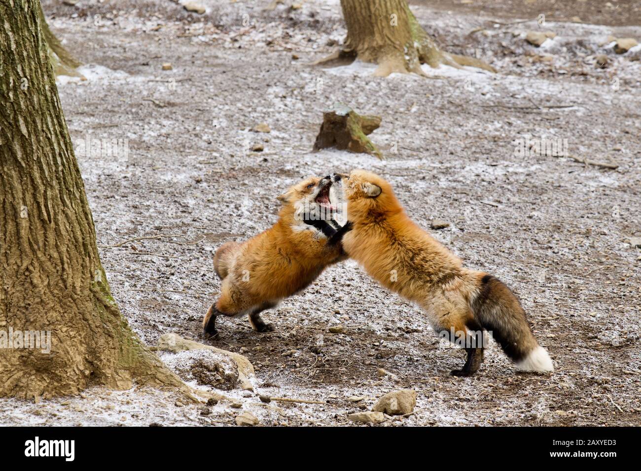 Foxes at Zao Fox Village, Miyagi, Japan Stock Photo Alamy