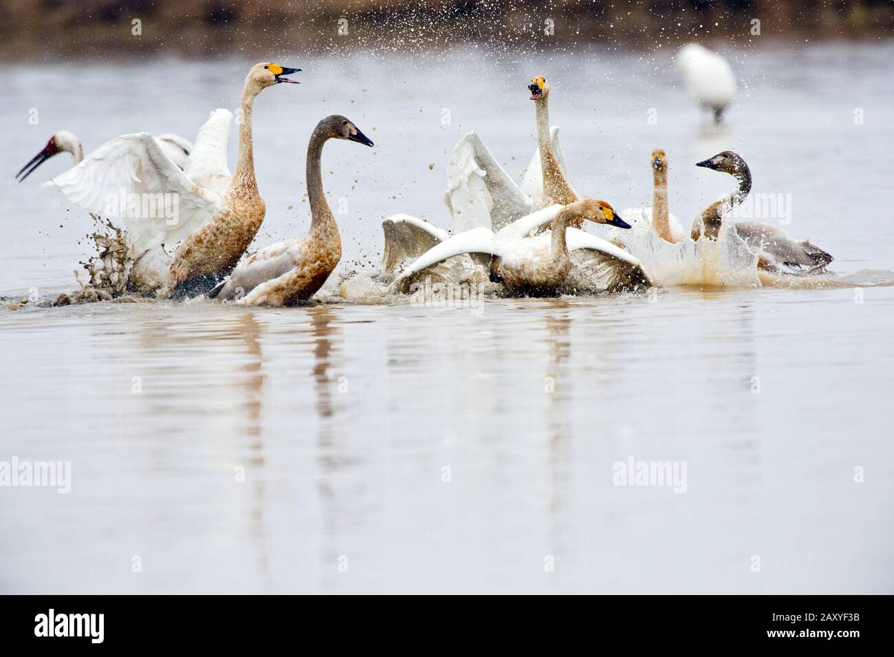 Whooper swan (Cygnus cygnus) greeting frenzy at Wuxing Farm, Wuxing Nonchang, Poyang Lake Basin, east-central China Stock Photo
