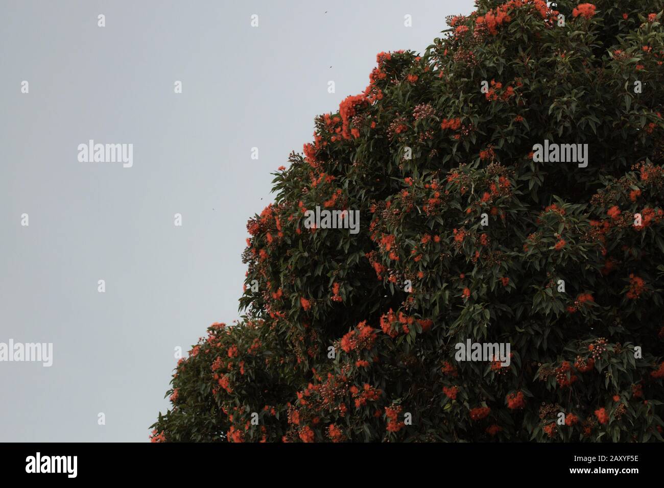 colour photo of eucalyptus gum tree with red flowers being visited by bees Stock Photo