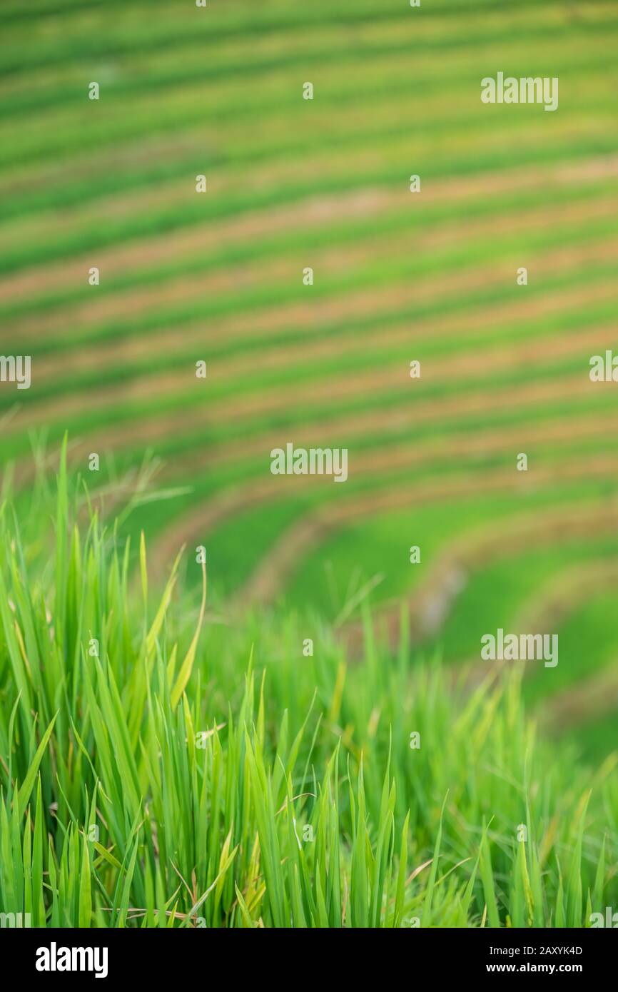 Rice growing slowly on the Longji rice terraces, northeast of China`s ...