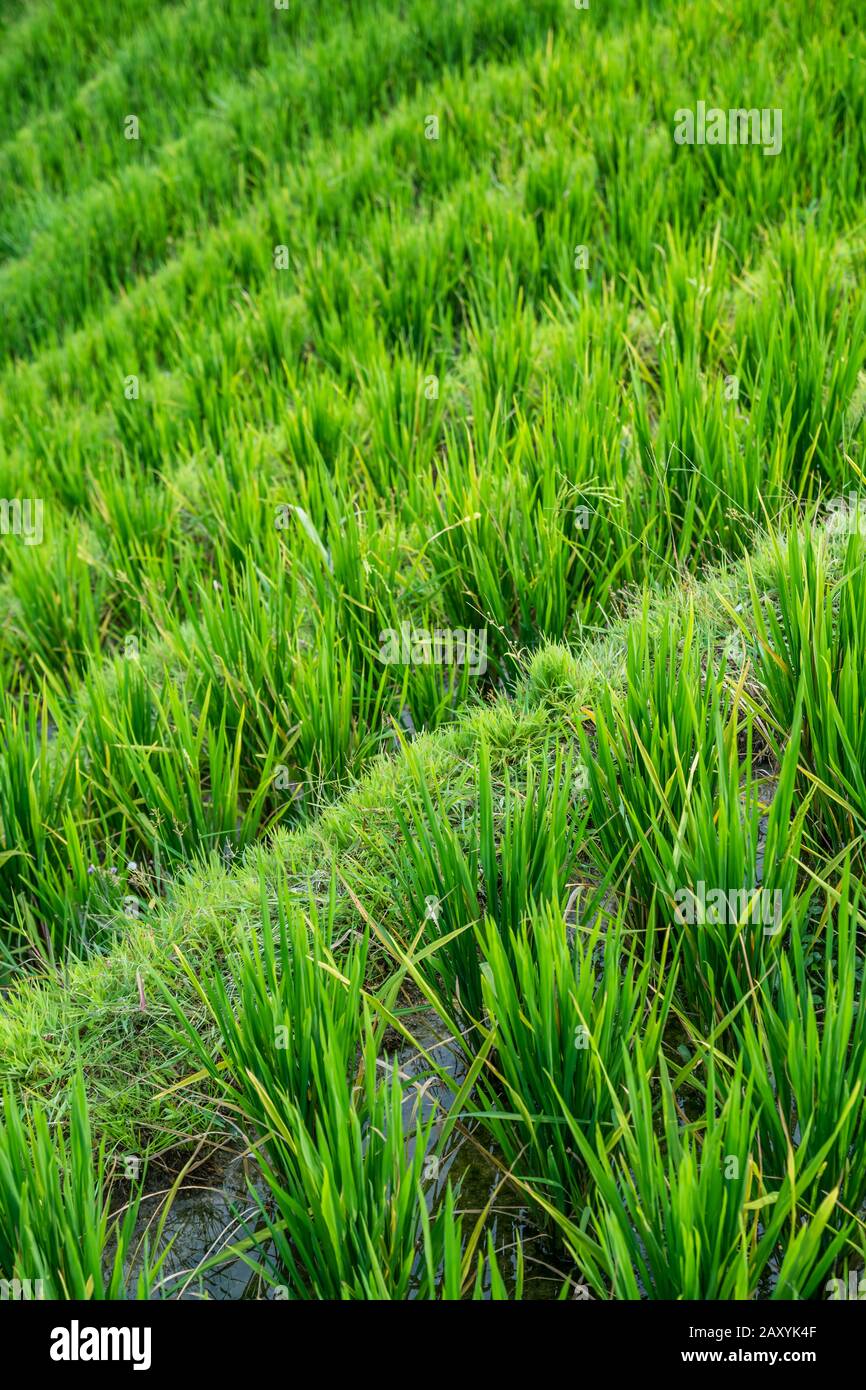 Rice growing slowly on the Longji rice terraces, northeast of China`s ...