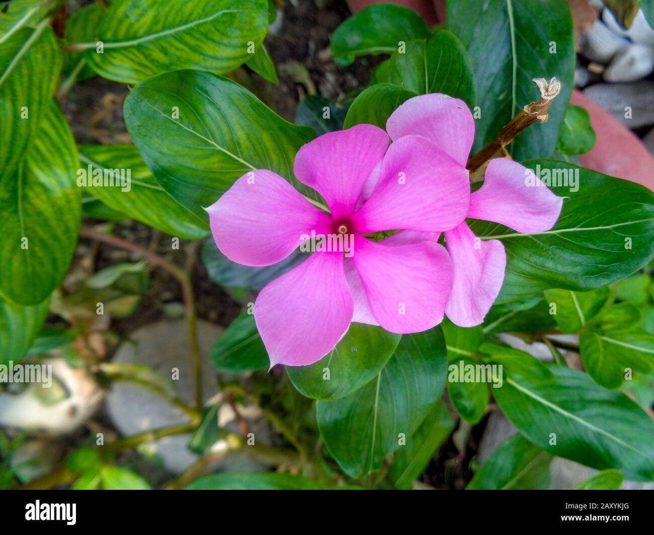 Asian flora hi-res stock photography and images - Alamy