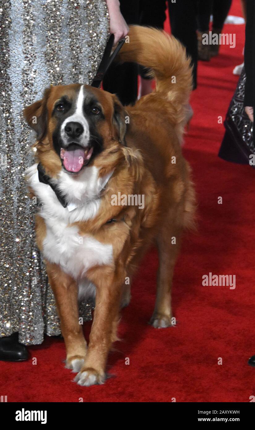 Hollywood California Usa 13th February Buck The Dog Attends The World Premiere Of Twentieth Century Studios The Call Of The Wild On February 13 At El Capitan Theatre In Hollywood